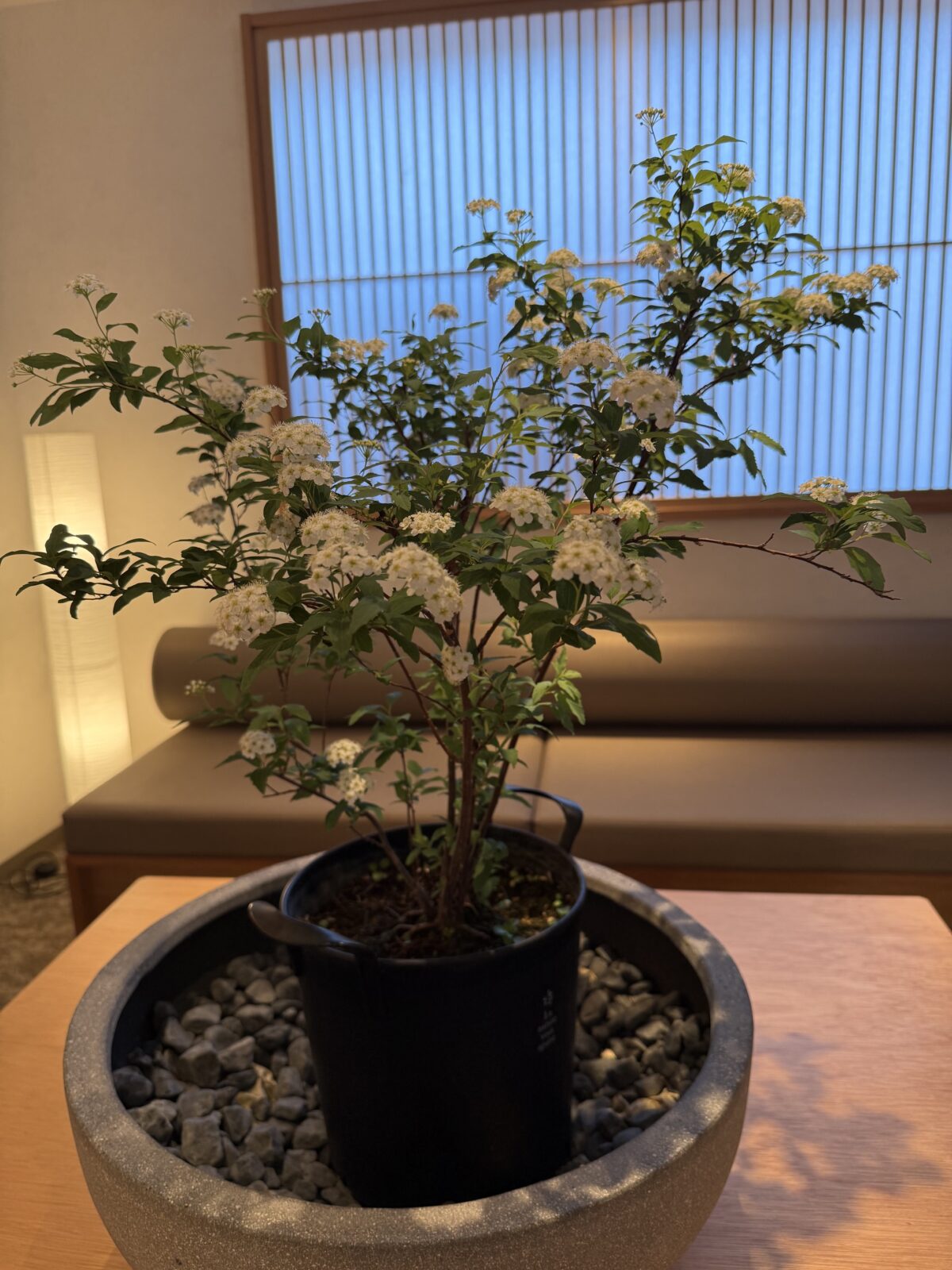 小手毬の花